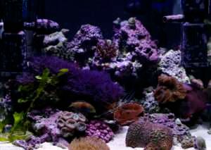 Phosphate in saltwater aquarium