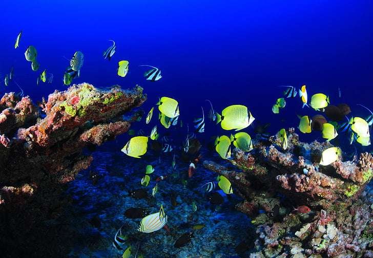 oxygen into a reef tank