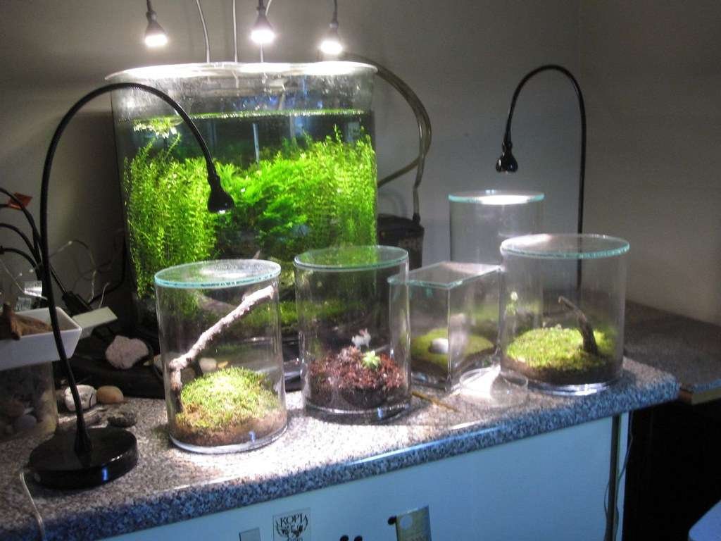 Aquarium Lighting with Timers