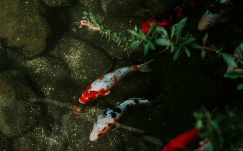 koi fish aquarium